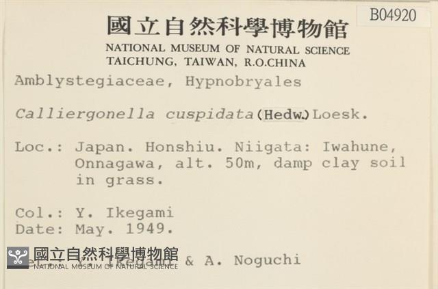 大濕原蘚藏品圖，第2張