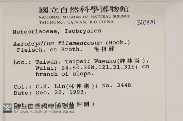 毛扭蘚藏品圖，第2張