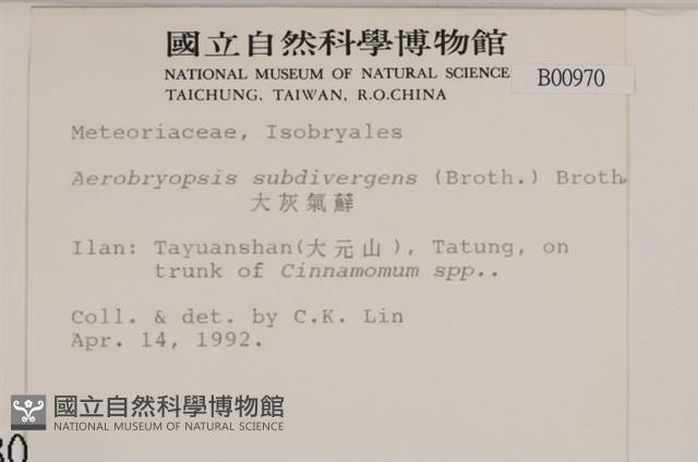 大灰氣蘚藏品圖，第2張