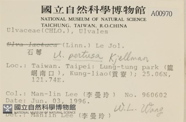 石蓴藏品圖，第2張