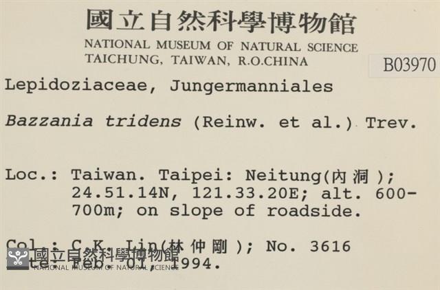 鞭苔,三裂鞭苔藏品圖，第2張