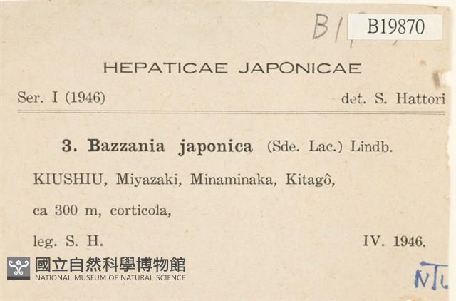 日本鞭苔藏品圖，第2張