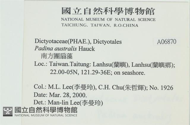 南方團扇藻藏品圖，第2張