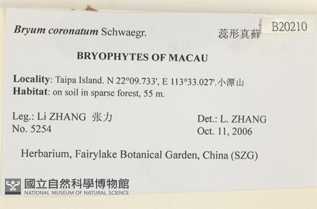 蕊形真蘚藏品圖，第2張