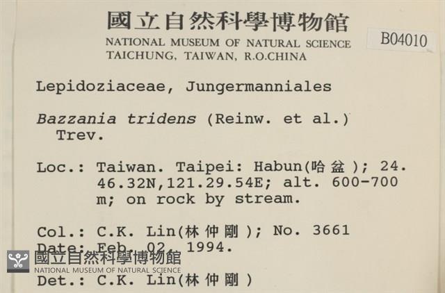 鞭苔,三裂鞭苔藏品圖，第2張