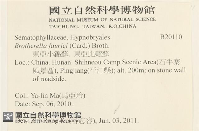 東亞小錦蘚藏品圖，第2張