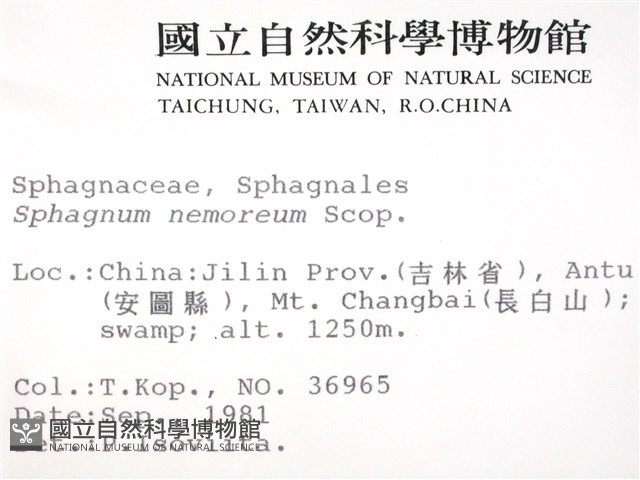 尖葉泥炭蘚藏品圖，第2張