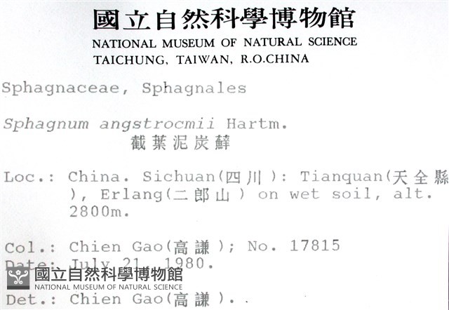 截葉泥炭蘚藏品圖，第2張