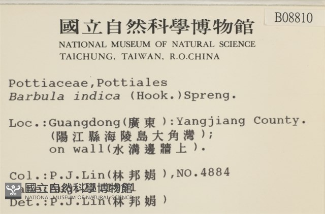 印度扭口蘚藏品圖，第2張