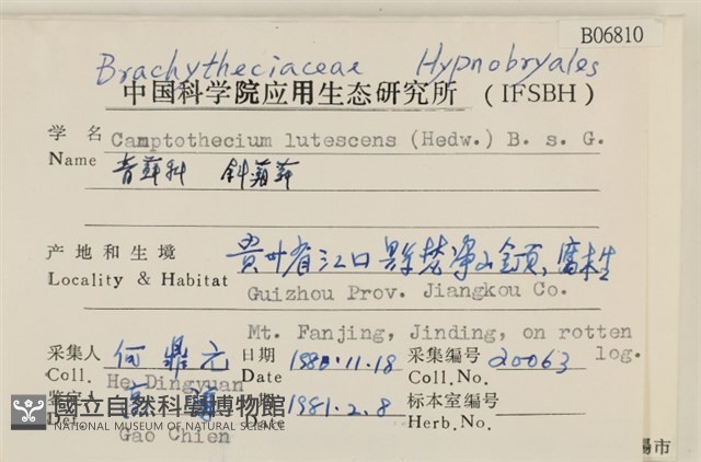 斜蒴蘚, 黃斜蒴蘚藏品圖，第2張
