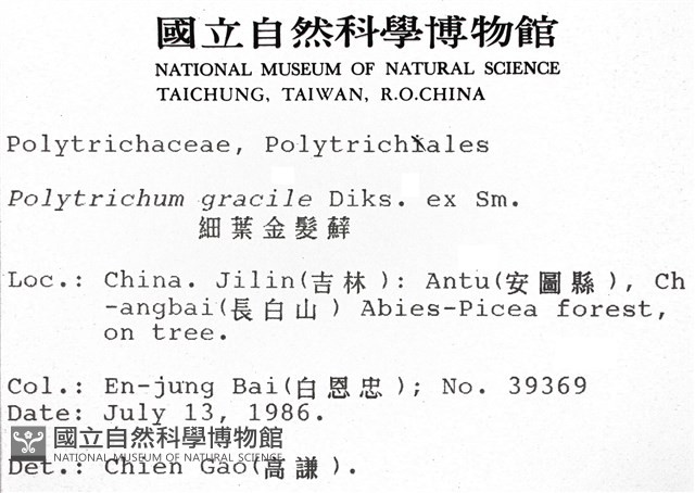 細葉金髮蘚藏品圖，第2張