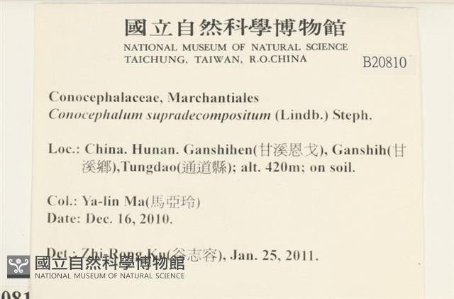 小蛇苔藏品圖，第2張