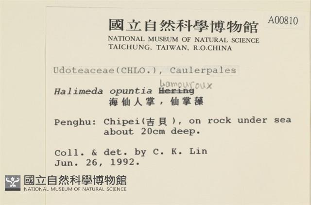 仙掌藻, 海仙人掌藏品圖，第2張