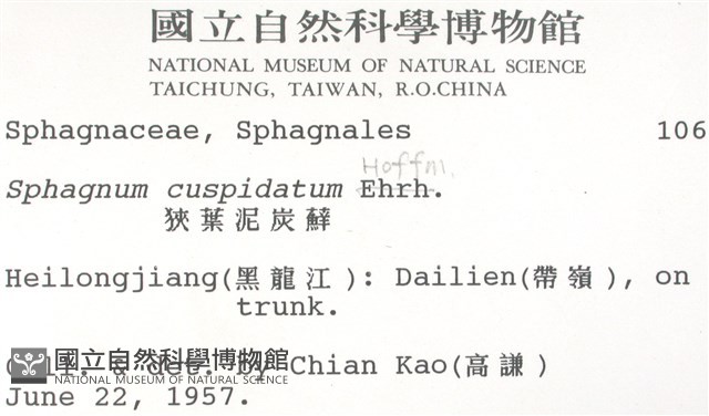 狹葉泥炭蘚藏品圖，第2張
