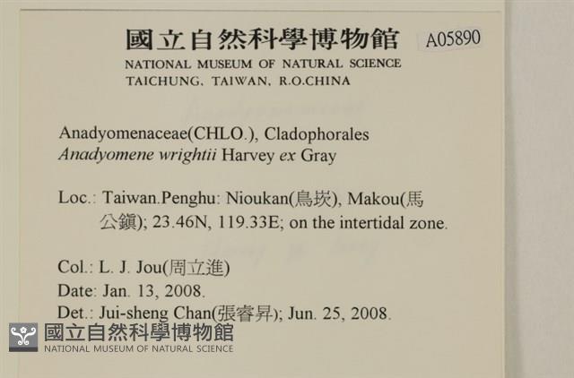 浮網藻, 肋葉藻藏品圖，第2張