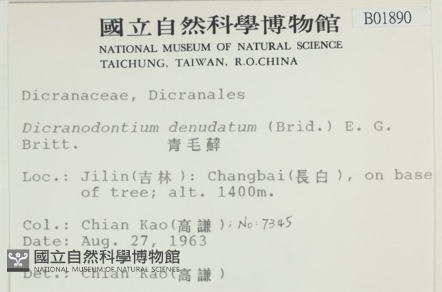 青毛苔藏品圖，第2張