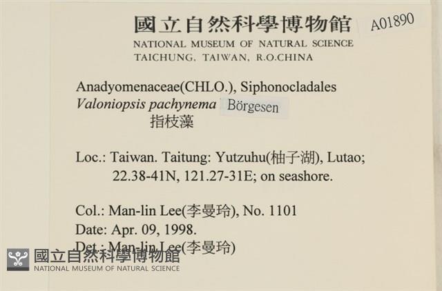 指枝藻藏品圖，第2張