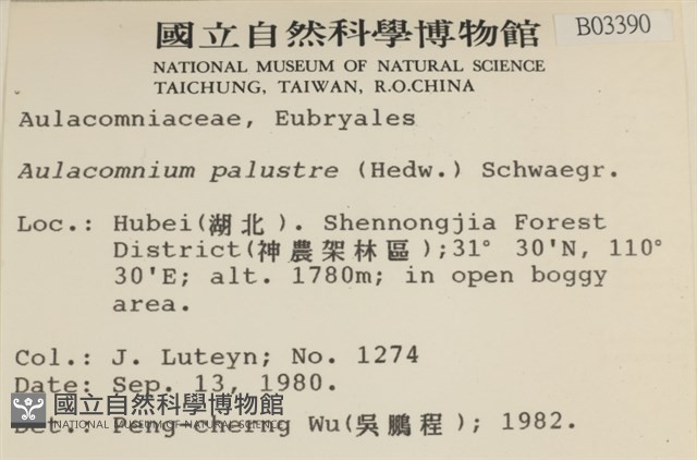 沼澤皺蒴蘚藏品圖，第2張