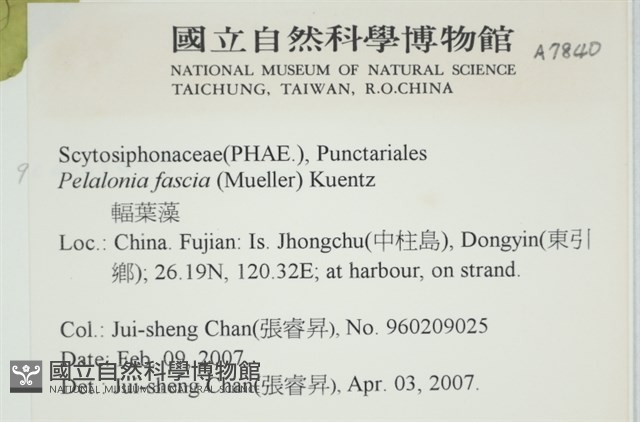 西洋葉苔藏品圖，第2張