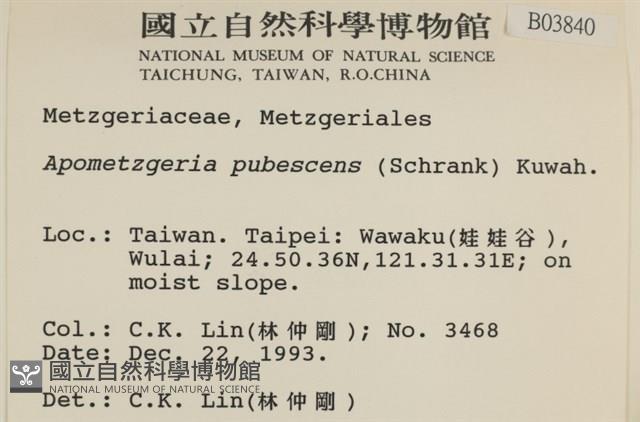 毛擬叉苔藏品圖，第2張