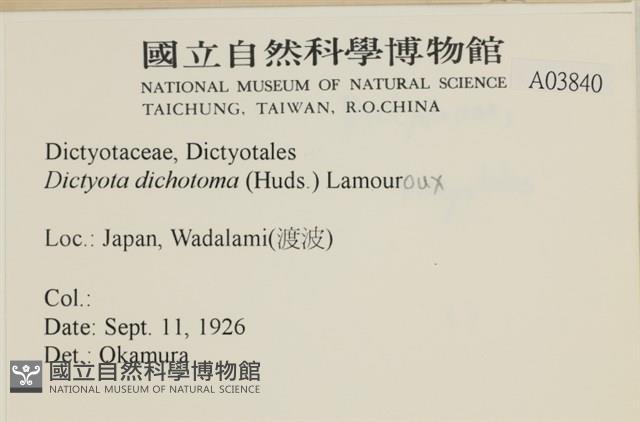 網目藻藏品圖，第2張