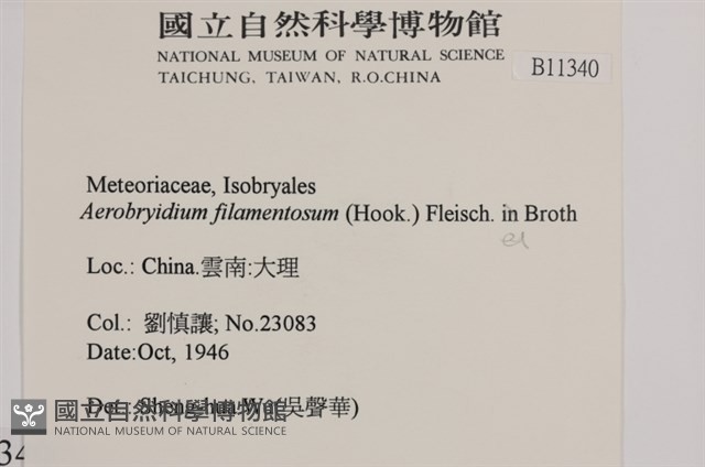 毛扭蘚藏品圖，第2張