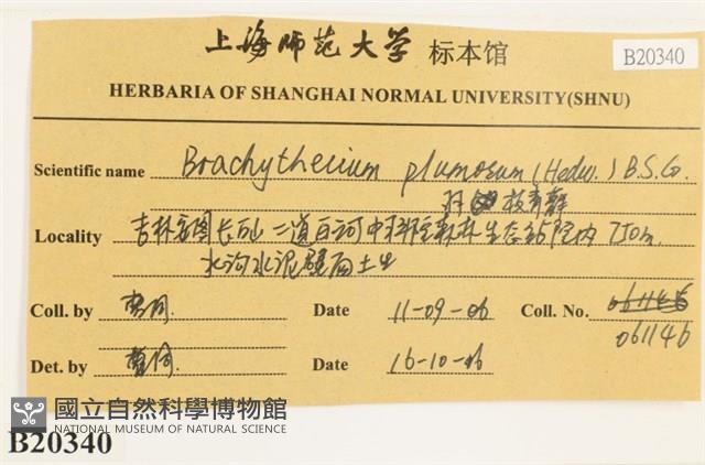 羽枝青蘚藏品圖，第2張