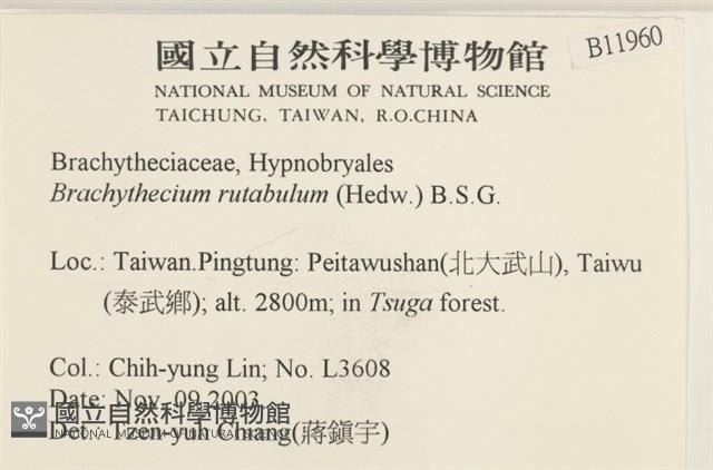 卵葉青蘚藏品圖，第2張