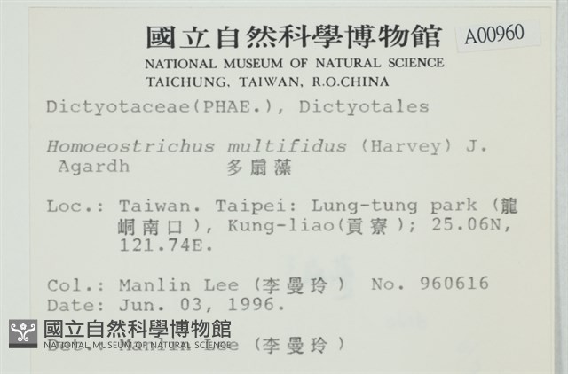 多扇藻藏品圖，第2張