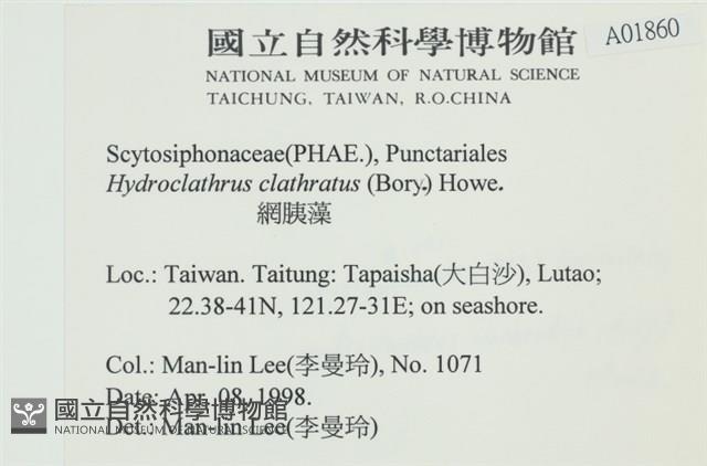 網胰藻藏品圖，第2張