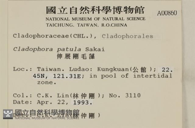 伸展剛毛藻藏品圖，第2張