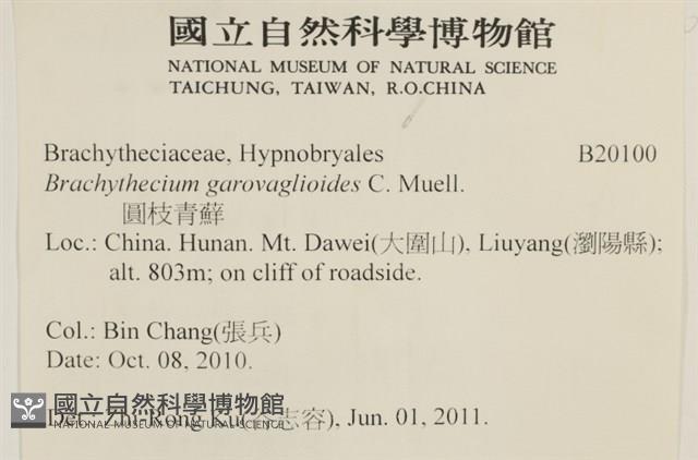 圓枝青蘚藏品圖，第2張