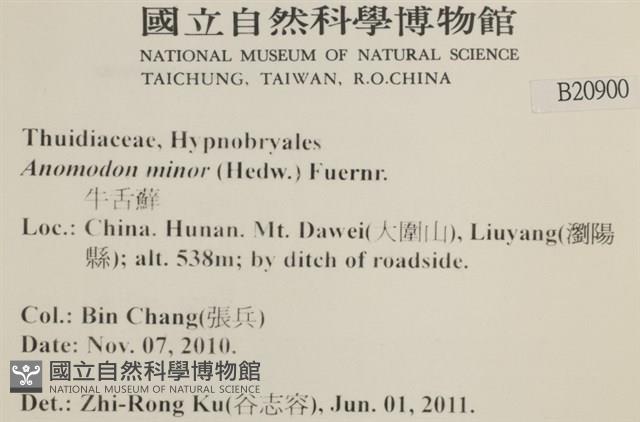 小牛舌蘚藏品圖，第2張