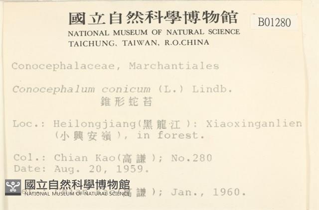 蛇苔藏品圖，第2張