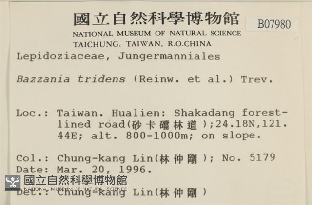 鞭苔,三裂鞭苔藏品圖，第2張