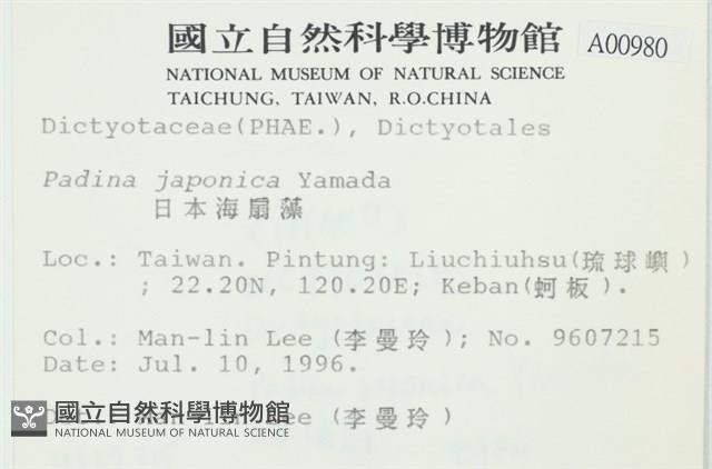 日本海扇, 日本團扇藻藏品圖，第2張