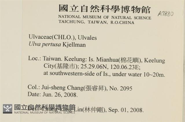 石蓴藏品圖，第2張