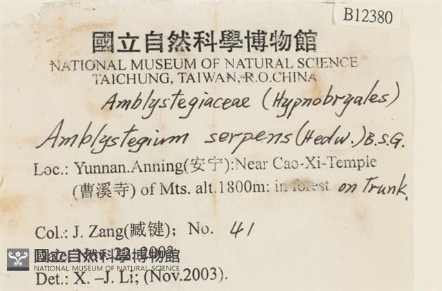 柳葉蘚藏品圖，第2張