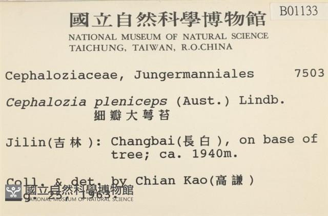 細瓣大萼苔藏品圖，第2張