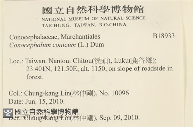 蛇苔藏品圖，第2張