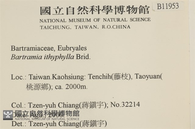 直葉珠蘚藏品圖，第2張