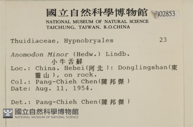 小牛舌蘚藏品圖，第2張