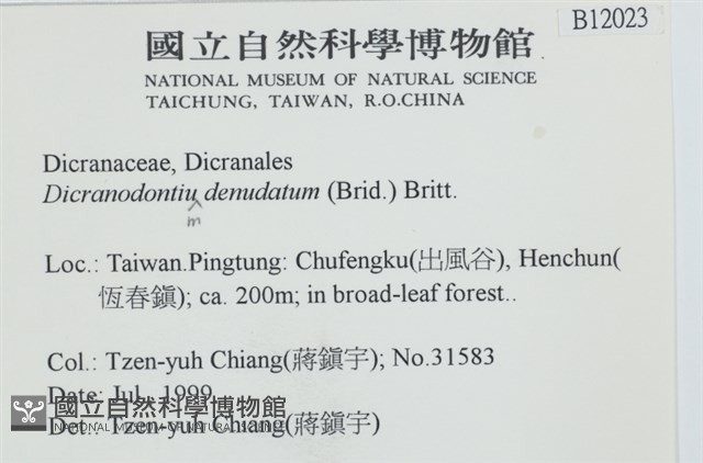 青毛苔藏品圖，第2張