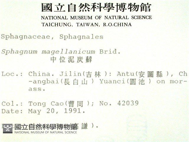 中位泥炭蘚藏品圖，第2張