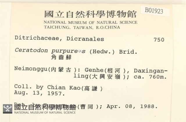 角齒蘚藏品圖，第2張