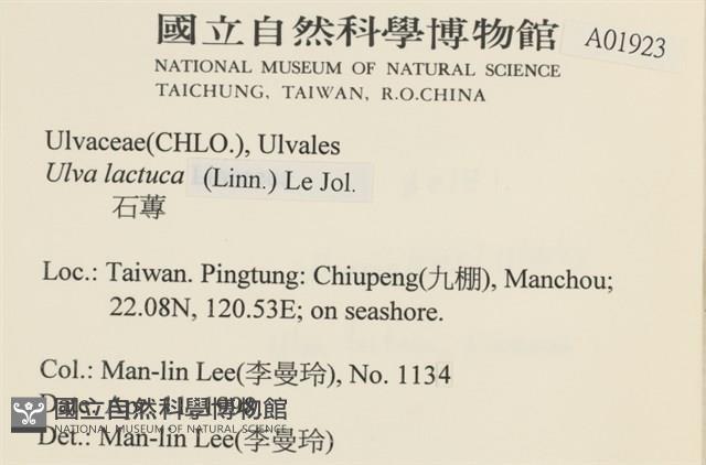 大石蓴, 石蓴藏品圖，第2張