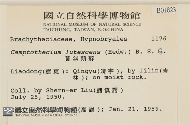 斜蒴蘚, 黃斜蒴蘚藏品圖，第2張