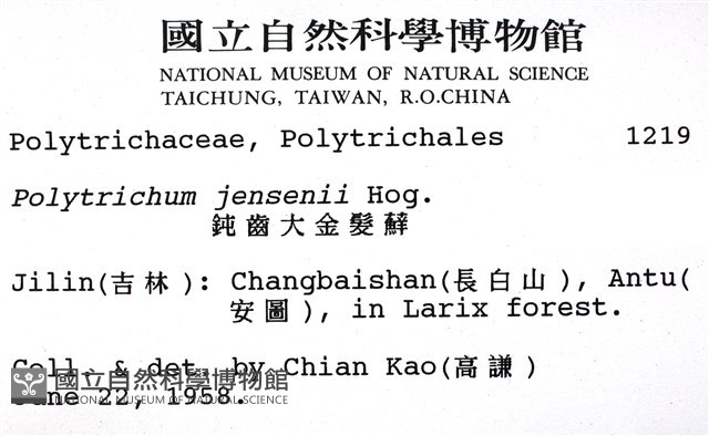 鈍齒大金髮蘚藏品圖，第2張