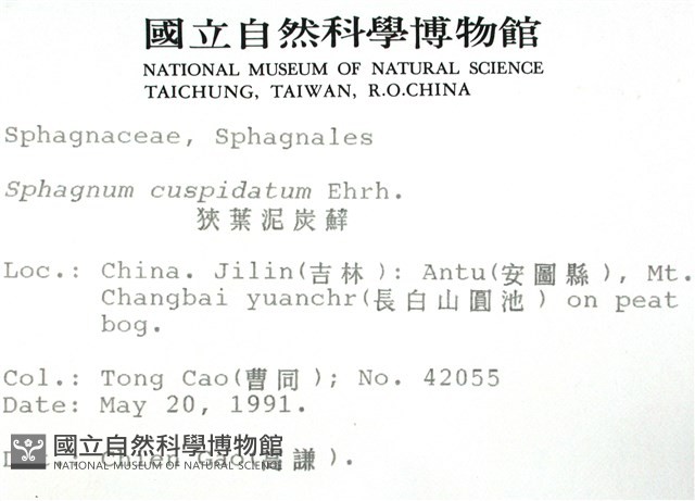 狹葉泥炭蘚藏品圖，第2張