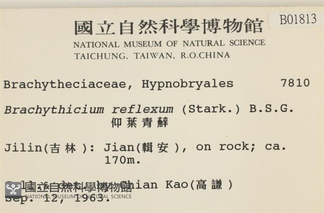 仰葉青蘚藏品圖，第2張